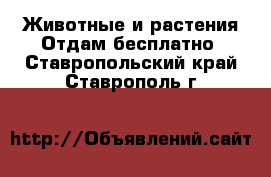 Животные и растения Отдам бесплатно. Ставропольский край,Ставрополь г.